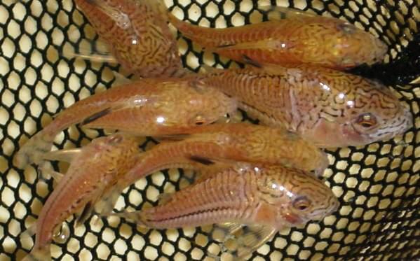 Corydoras - Julli - Medium Corydoras - Julli - Medium